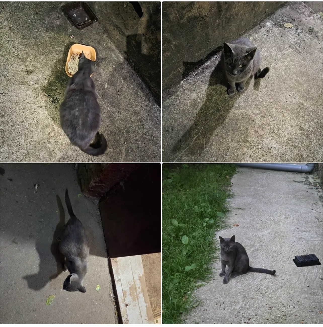 Найденная кошка в Рузе Найдена кошка в Рузе — фото объявления