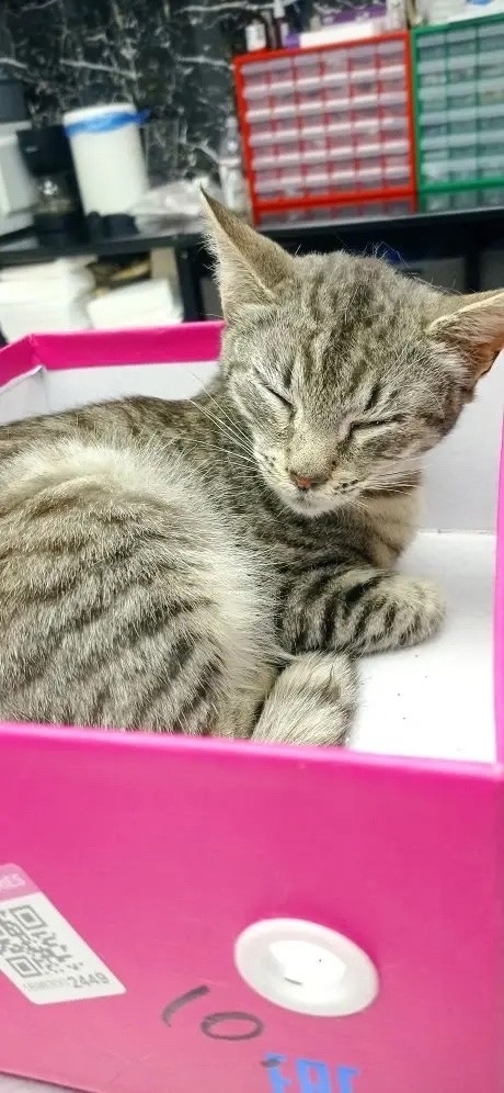 ❤️🏡 ИЩЕТ ДОМ МОЛОДЕНЬКАЯ КОШЕЧКА 🐱💔