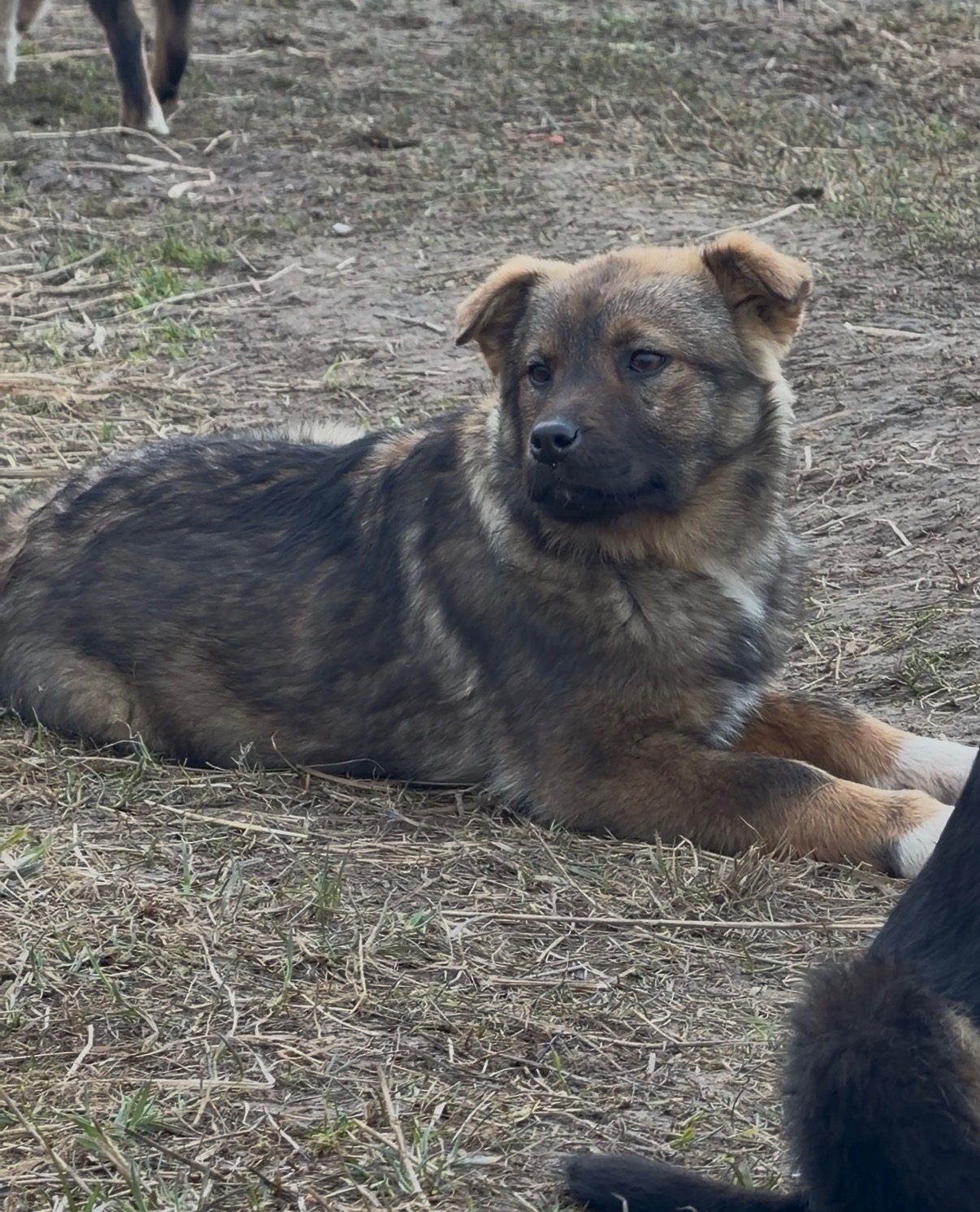 Найден питомец в Другие города