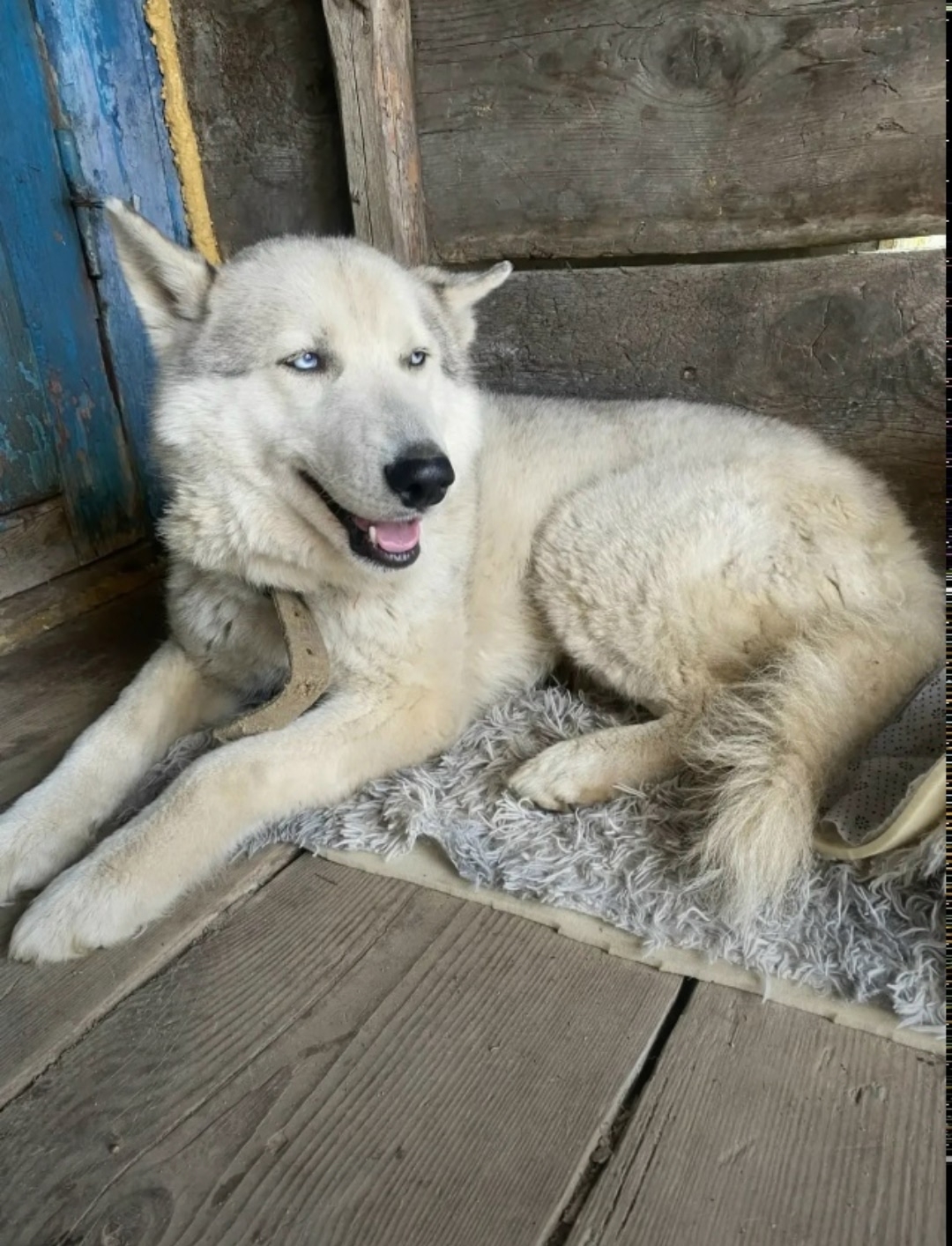 Найдена собака в Другие города