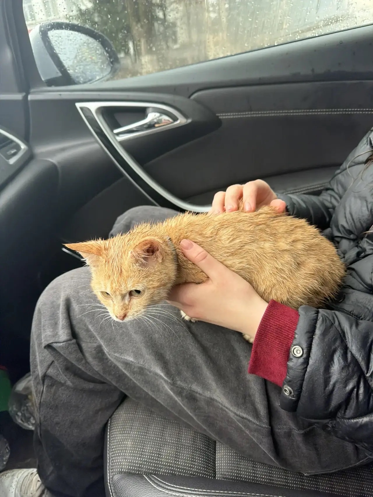 Найдена кошка в Другие города