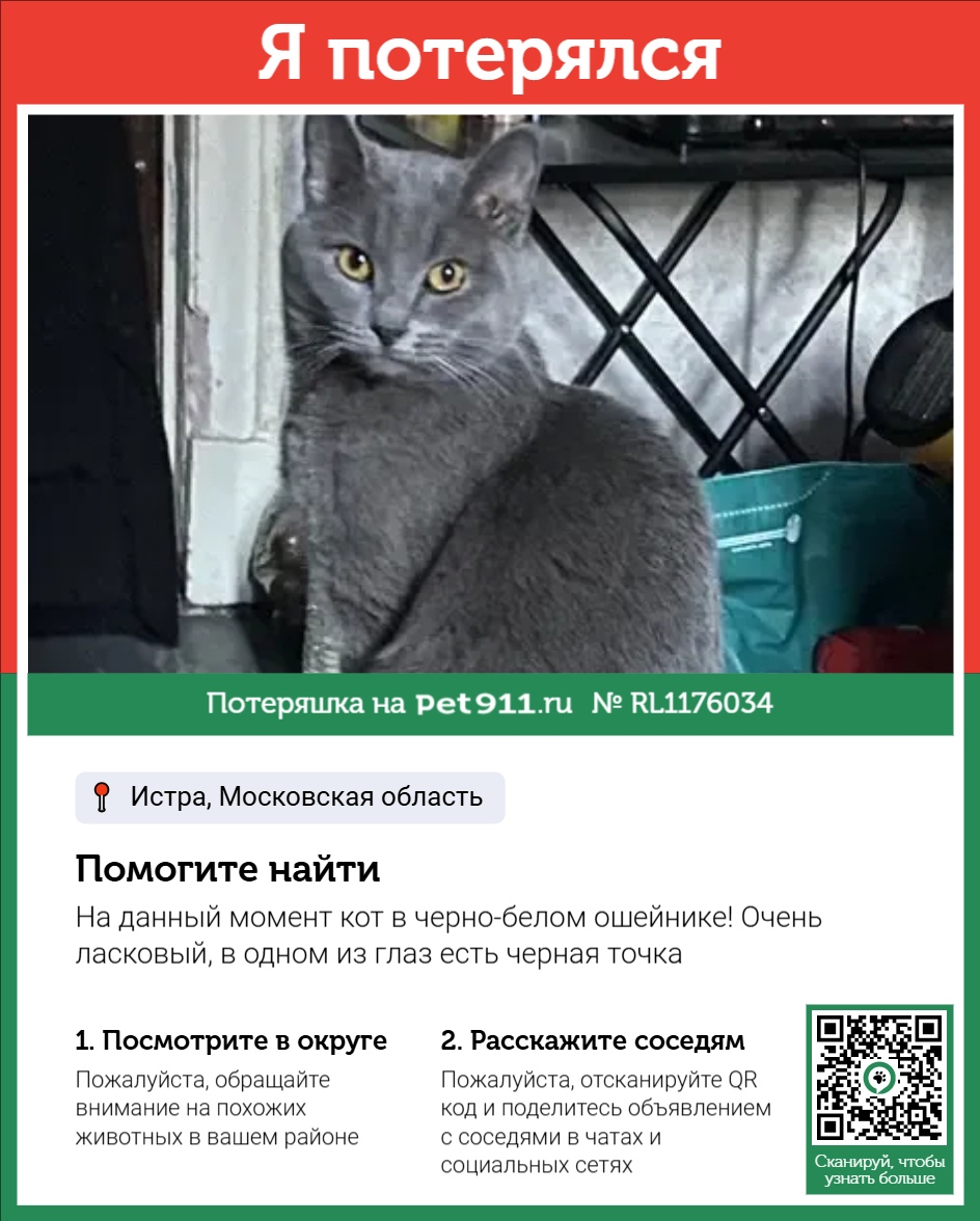 Найдена кошка в Других городах — фото объявления