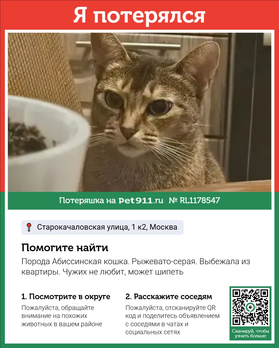 Найдена кошка в Других городах — фото объявления