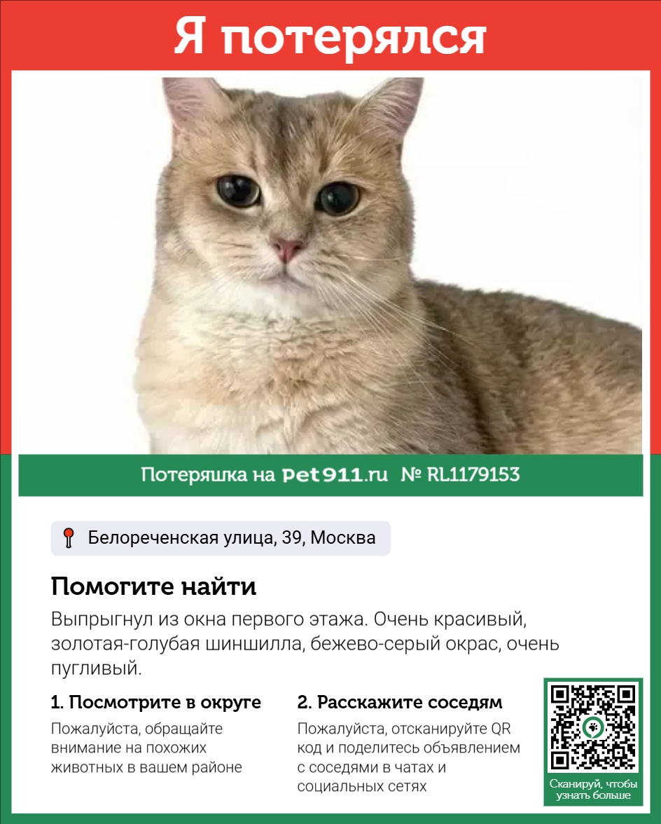 Найдена кошка в Других городах — фото объявления