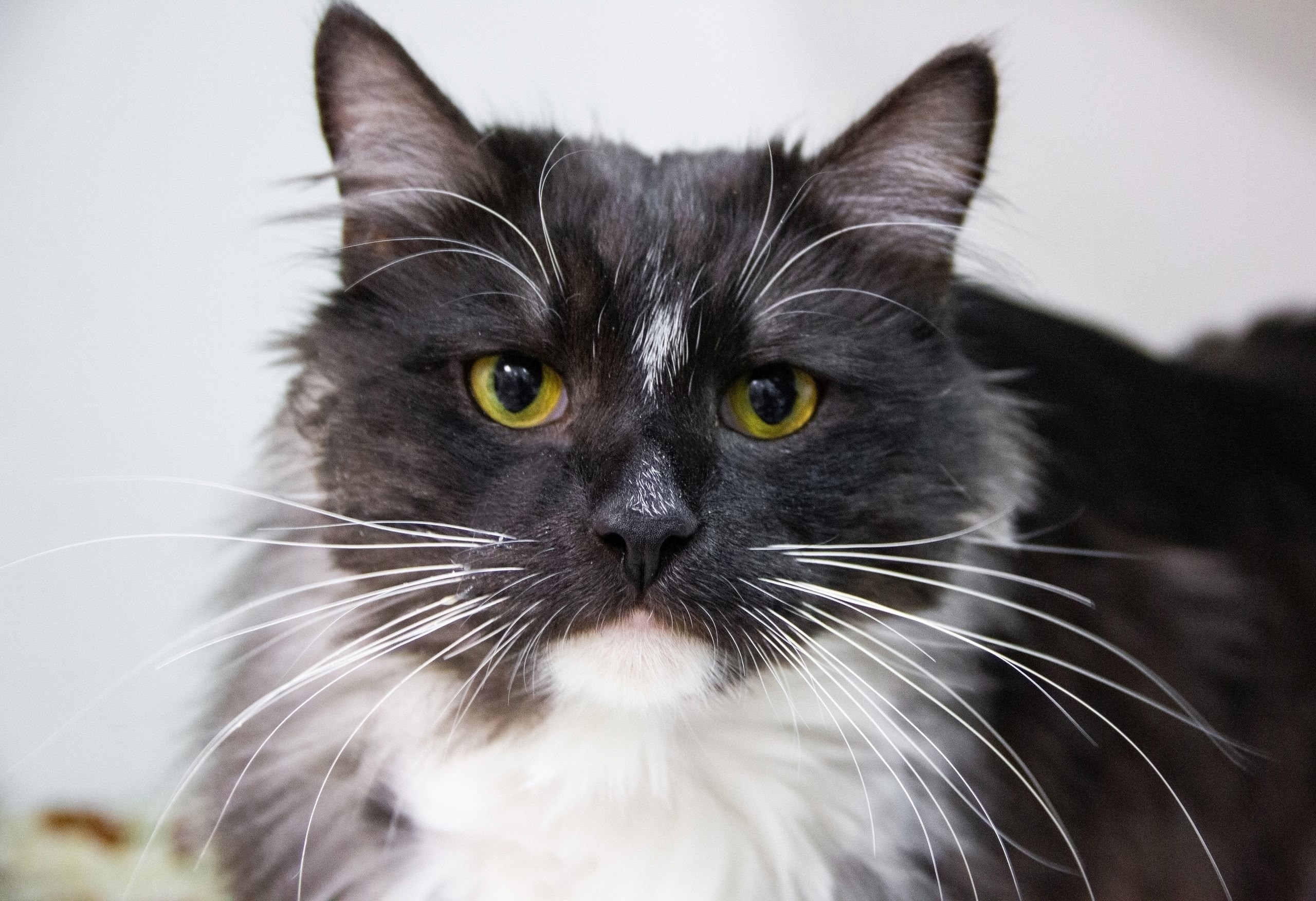 Найдена кошка в Другие города