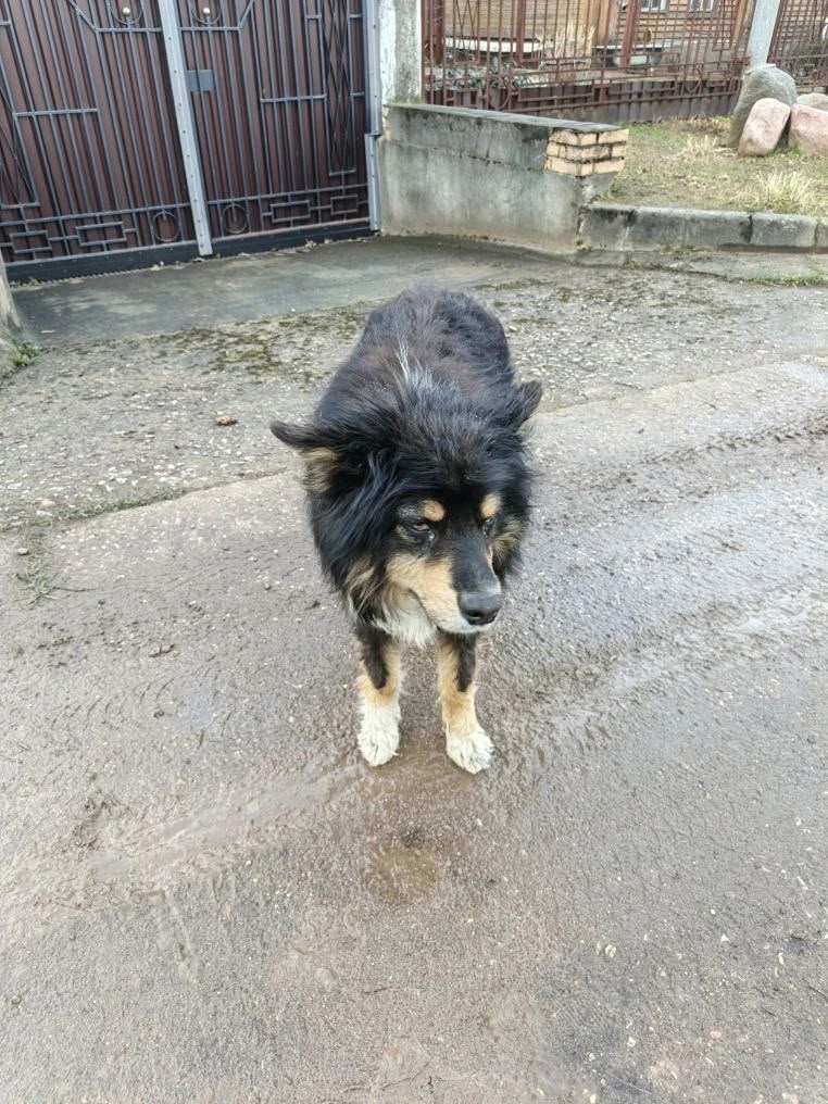 Объявление о питомце в Другие города