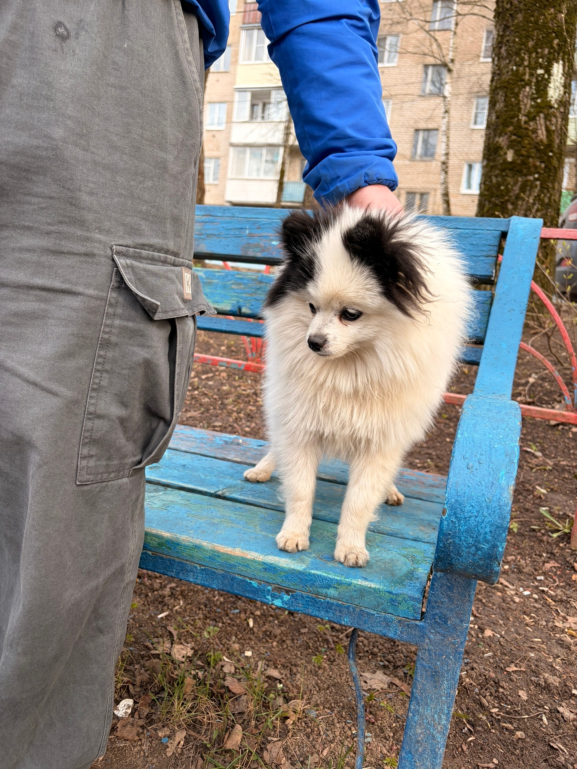 Найдена собака в Другие города