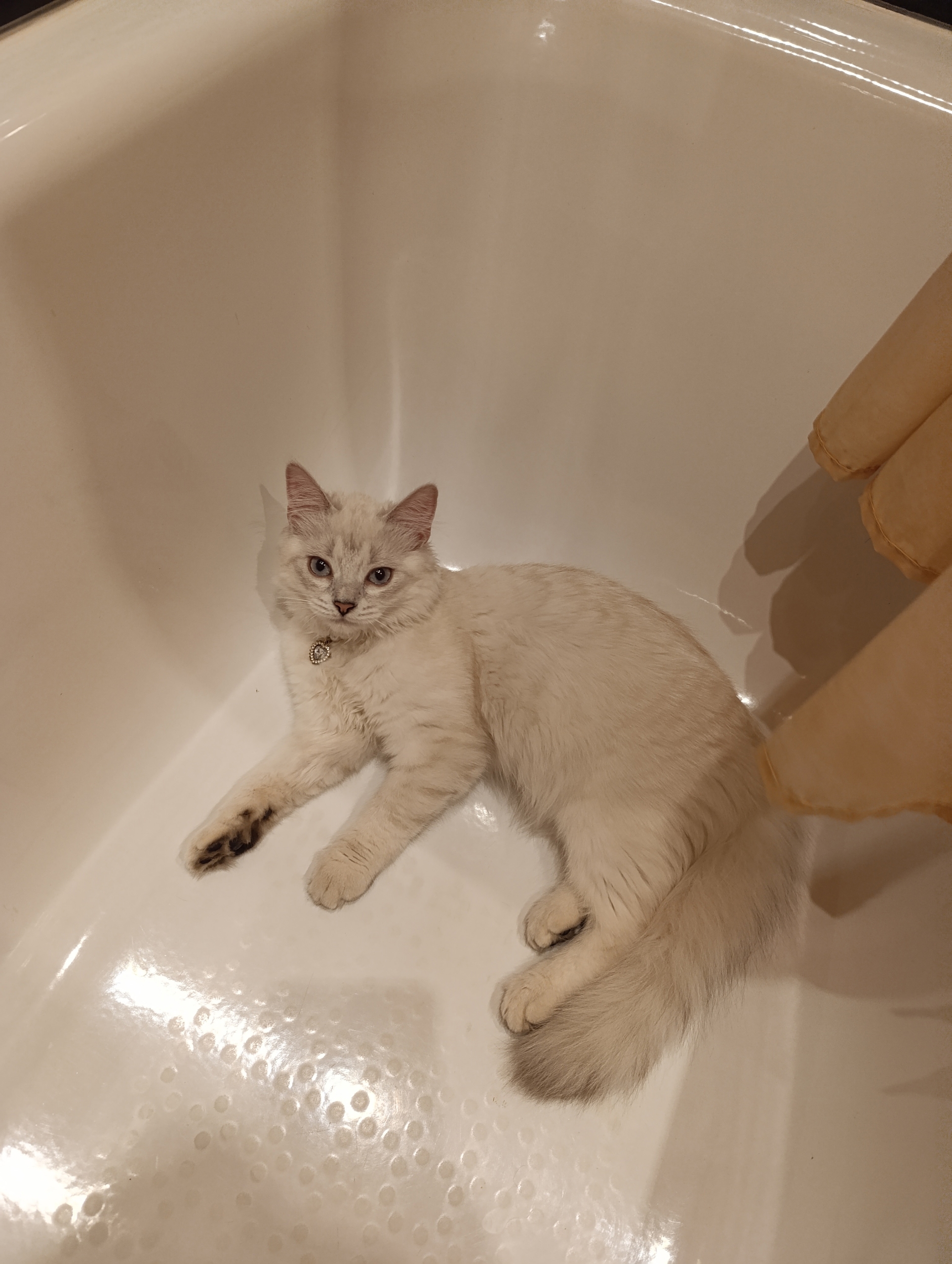 Фрязино, д. Новая Слобода, СНТ Горки-2