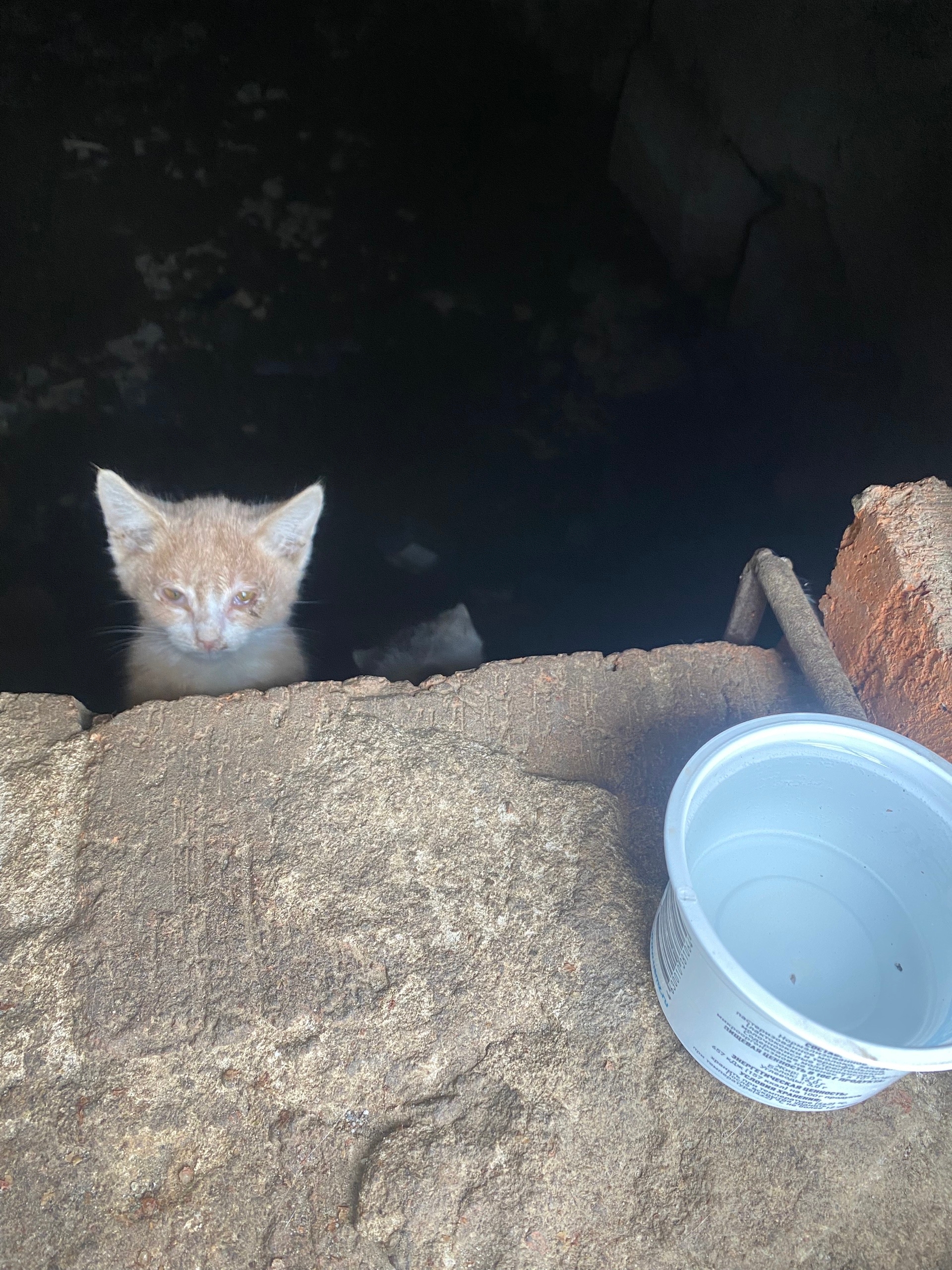 Объявление о питомце в Другие города