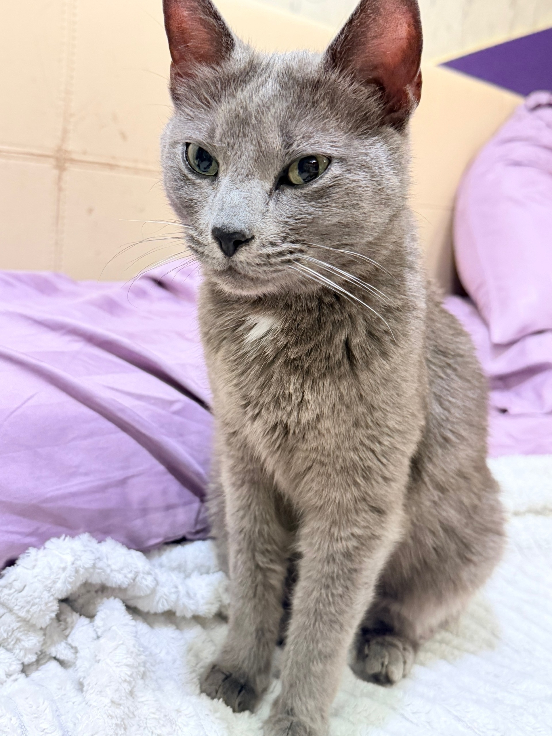 Найдена кошка в Другие города