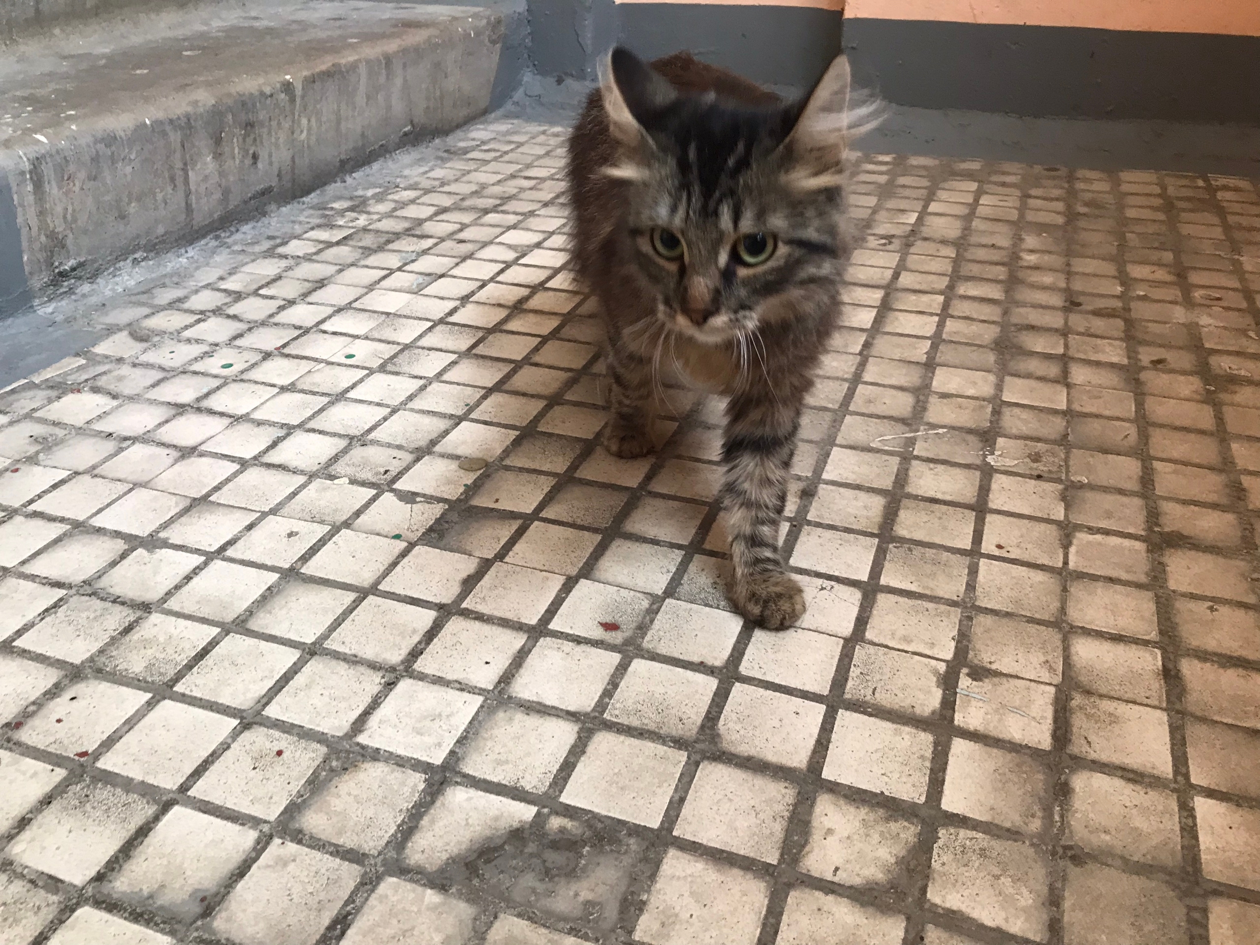 Пропал питомец в Другие города