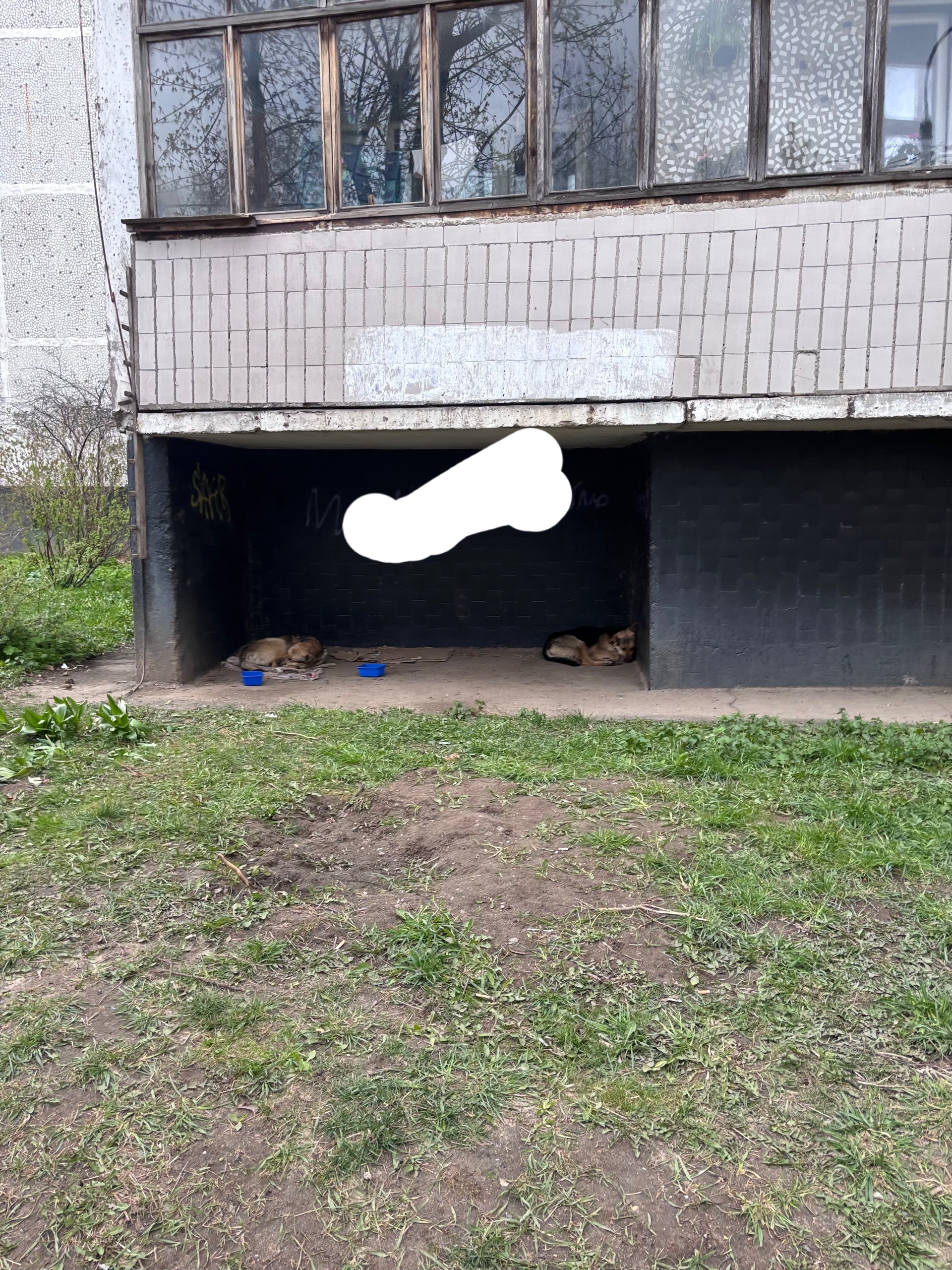 Найдена собака в Других городах — фото объявления