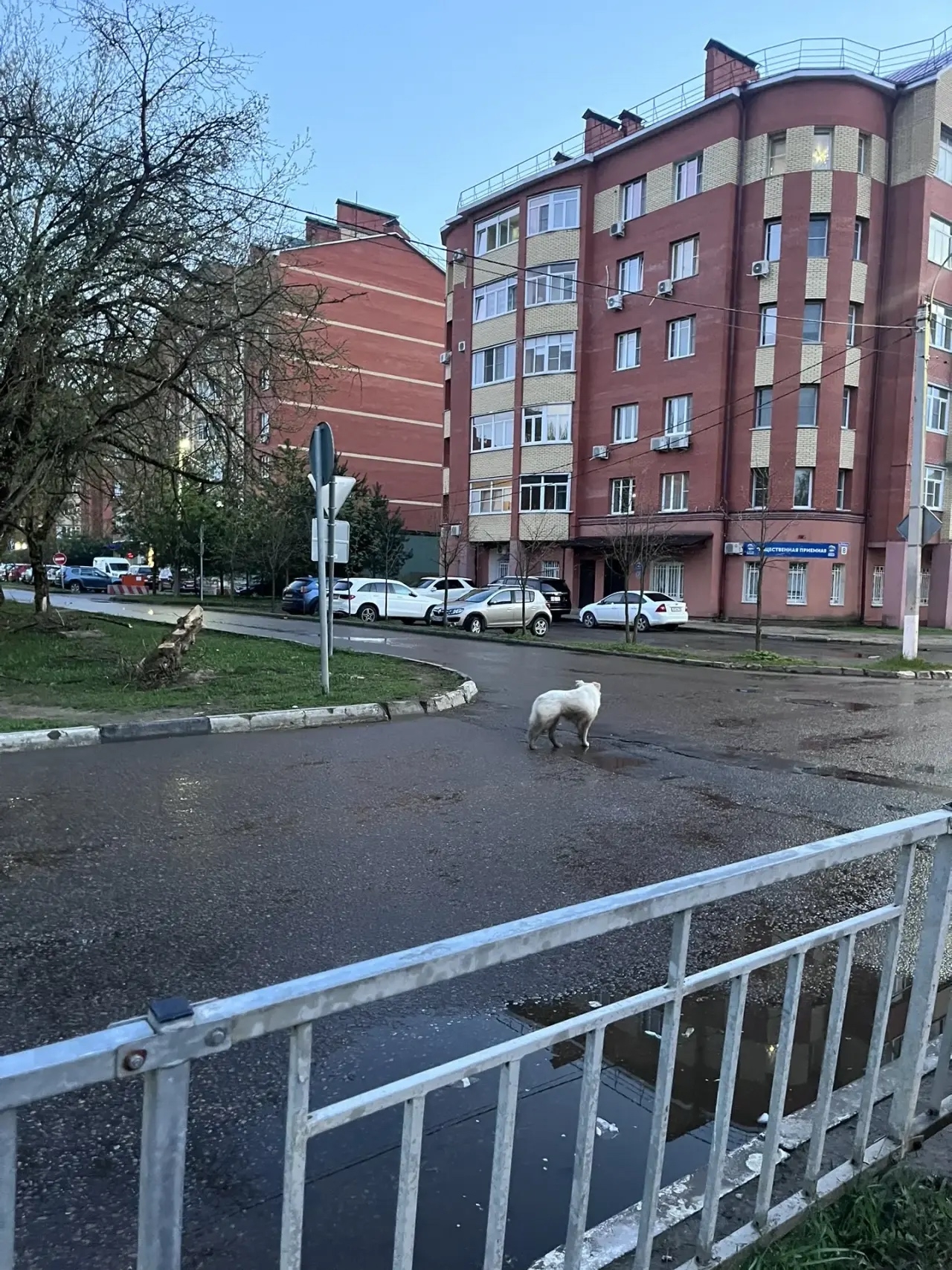 Найдена собака в Других городах — фото объявления