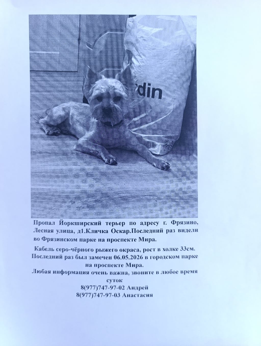 Найдена собака в Других городах — фото объявления