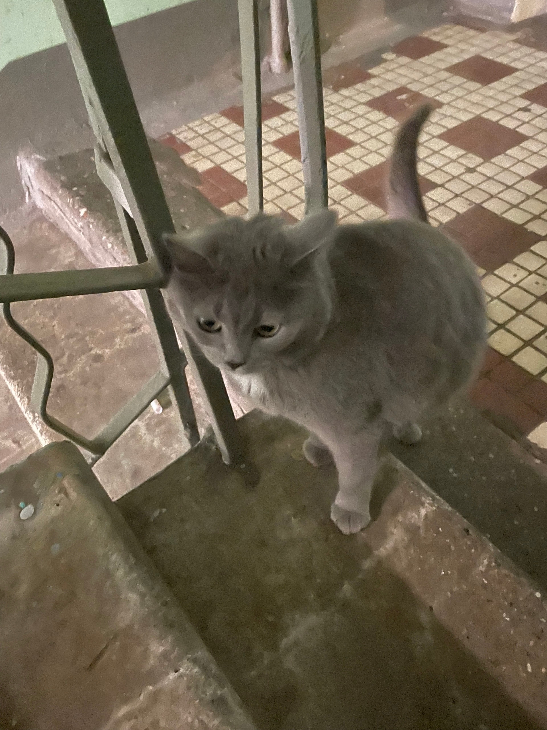 Найдена кошка в Других городах — фото объявления