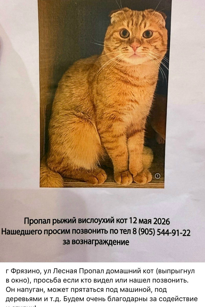 Найдена кошка в Других городах — фото объявления