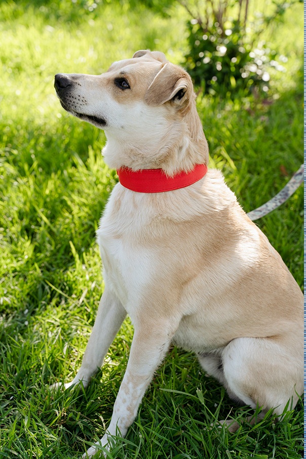 Объявление о питомце в Другие города