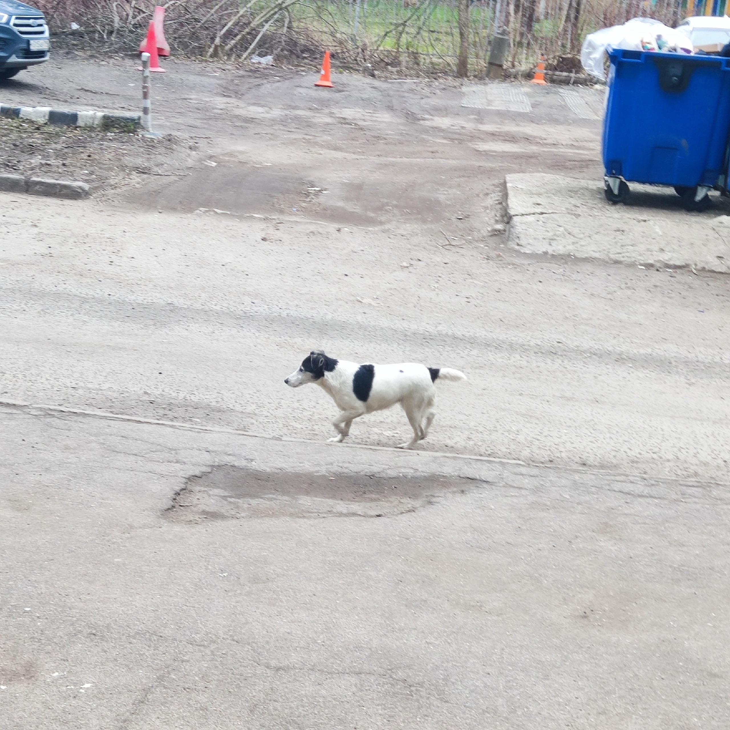 #Андреевка,  замечена собака