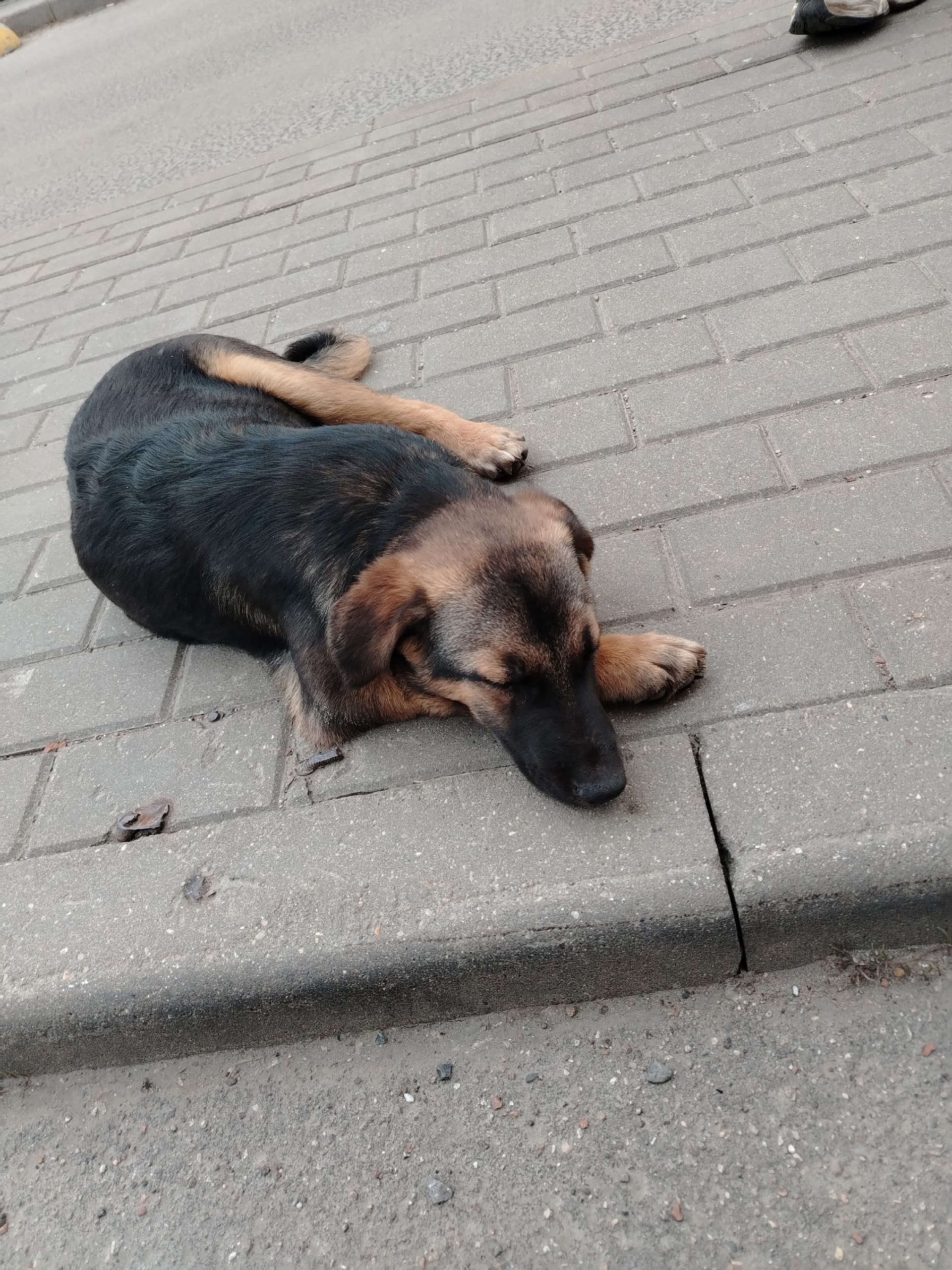 Объявление о питомце в Другие города