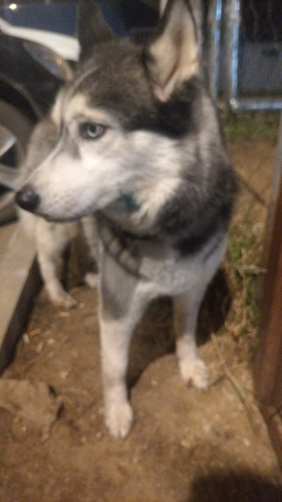 Объявление о питомце в Другие города