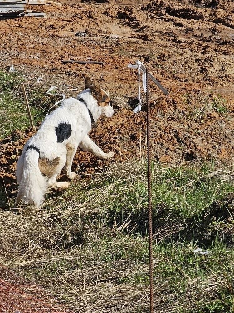 Найдена собака в Другие города