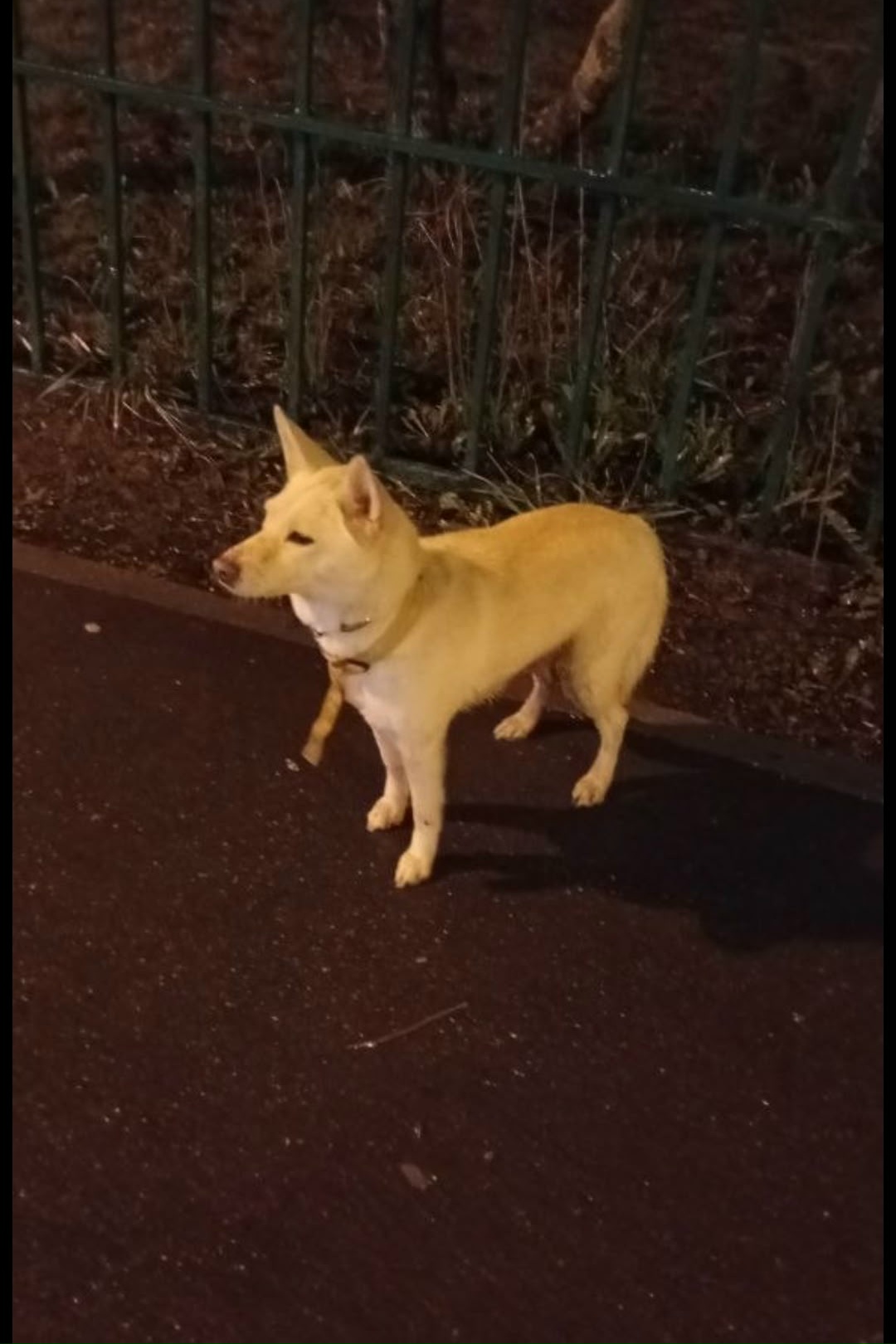 Найдена собака в Другие города