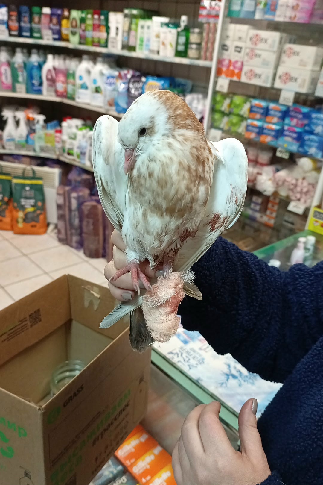 Объявление о питомце в Других городах — фото объявления