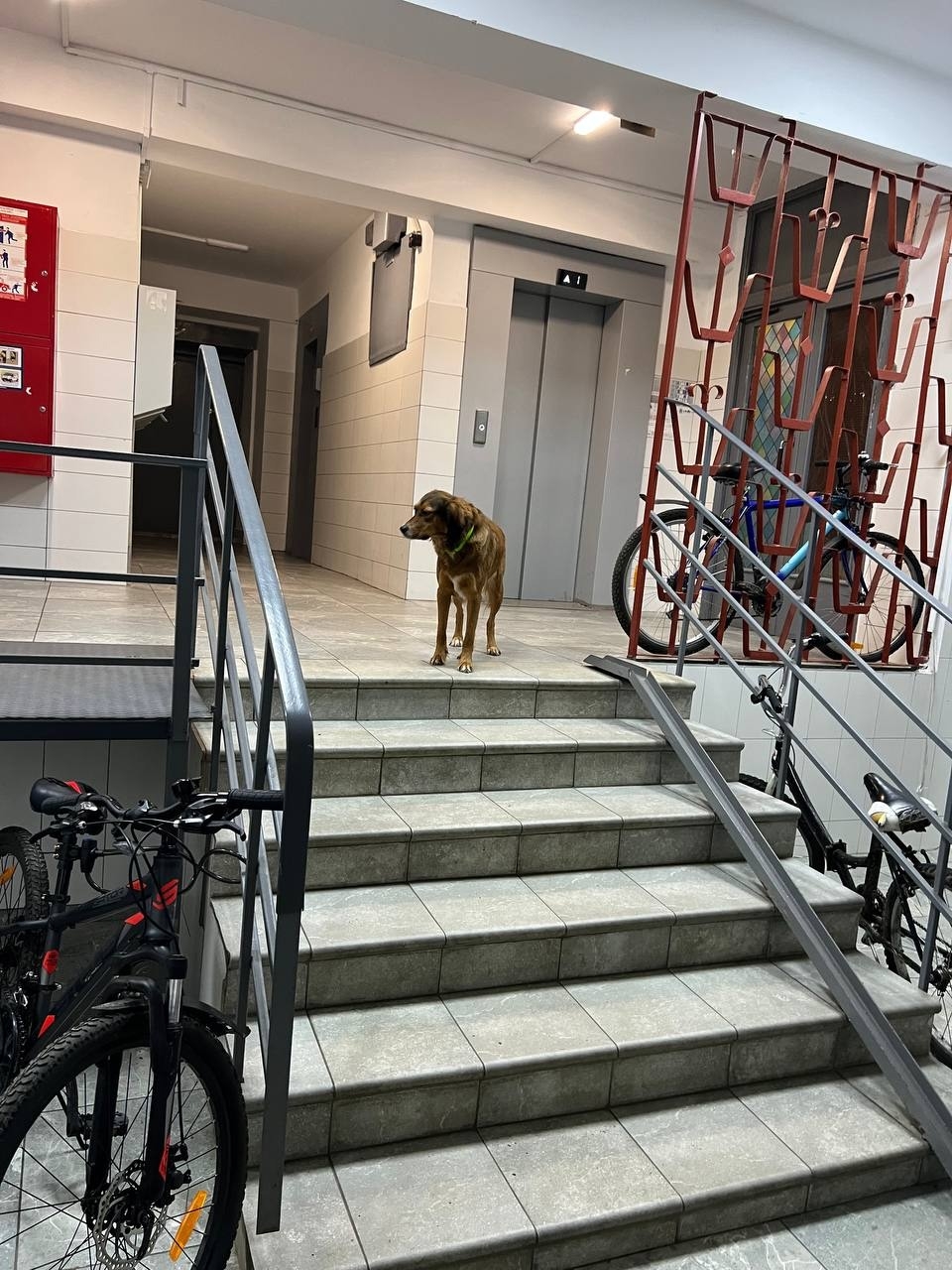 Найдена собака в Других городах — фото объявления