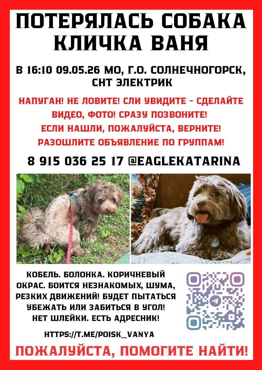 Найдена собака в Других городах — фото объявления