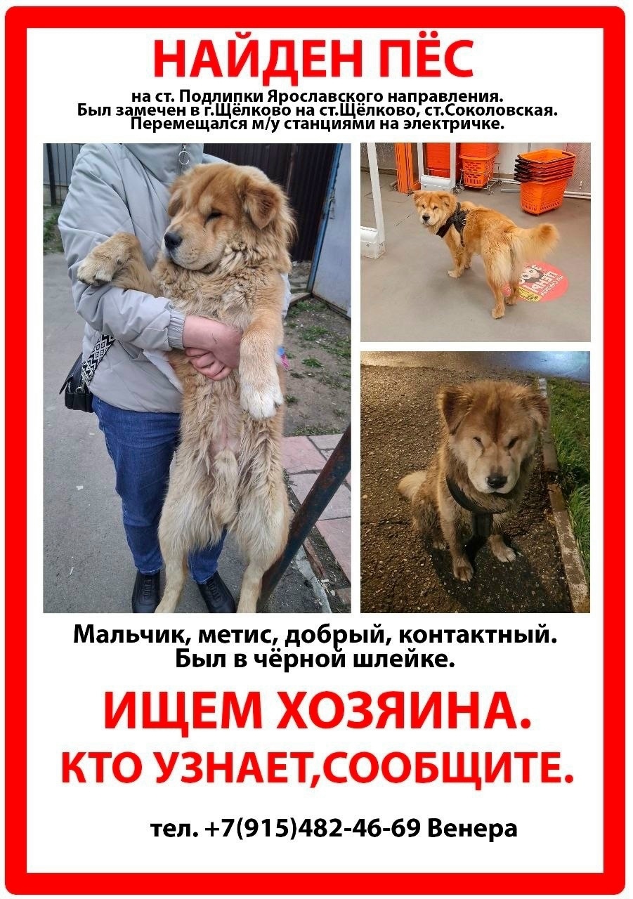 Пропала собака в Другие города