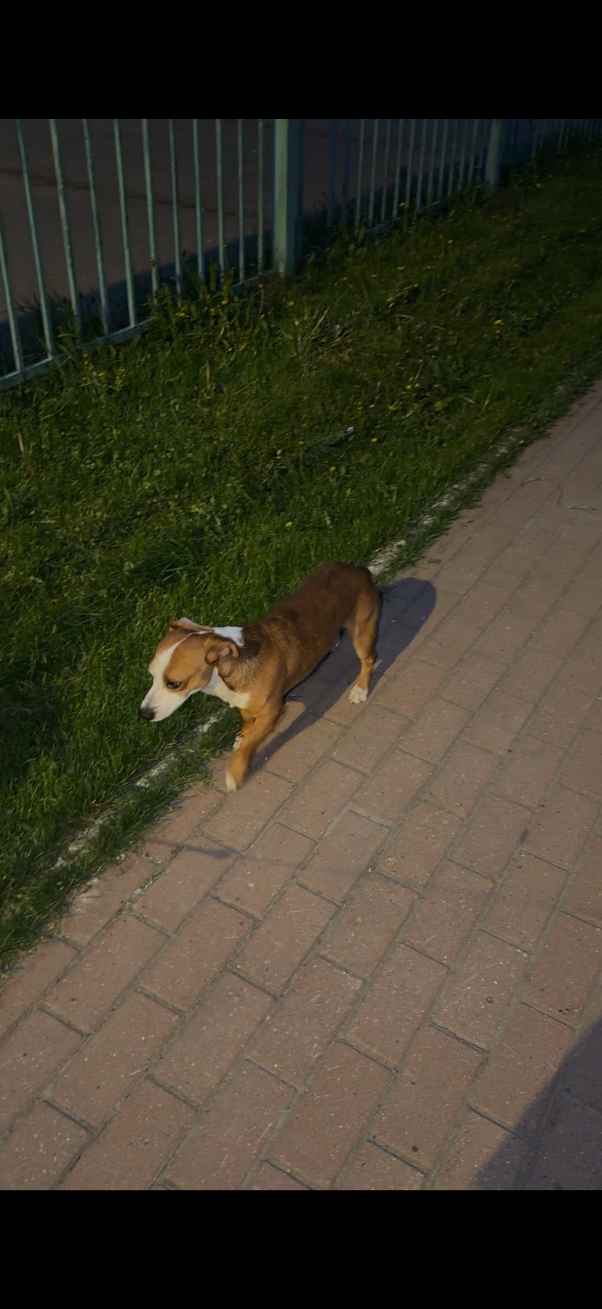 Найдена собака в Других городах — фото объявления