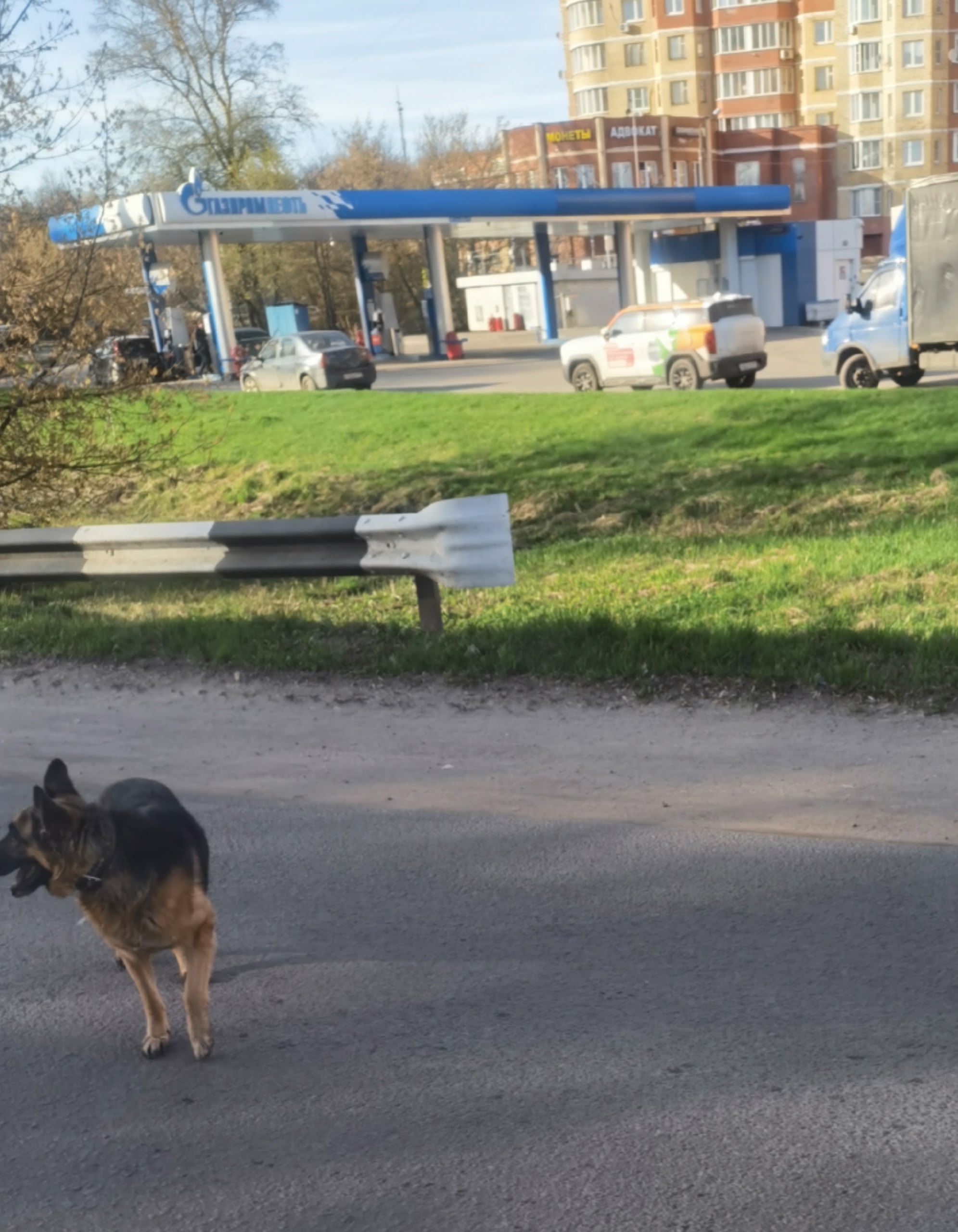 Объявление о питомце в Другие города