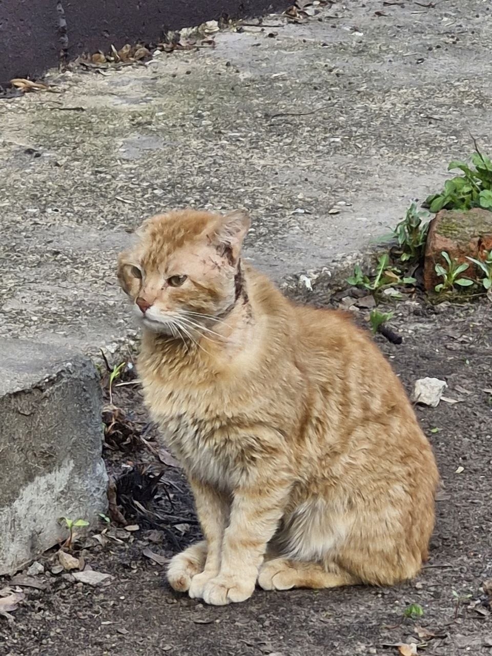 Объявление о питомце в Другие города