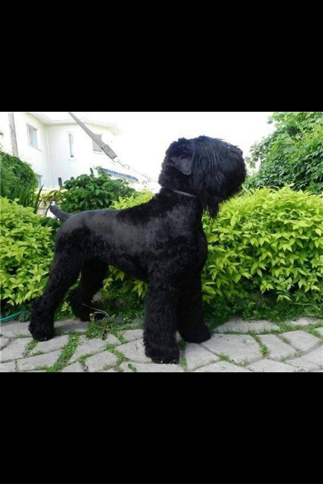 Пропала собака в Другие города