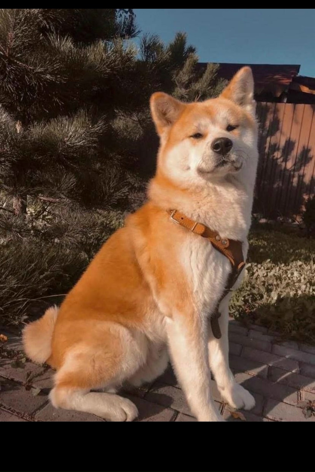 Пропала собака в Другие города