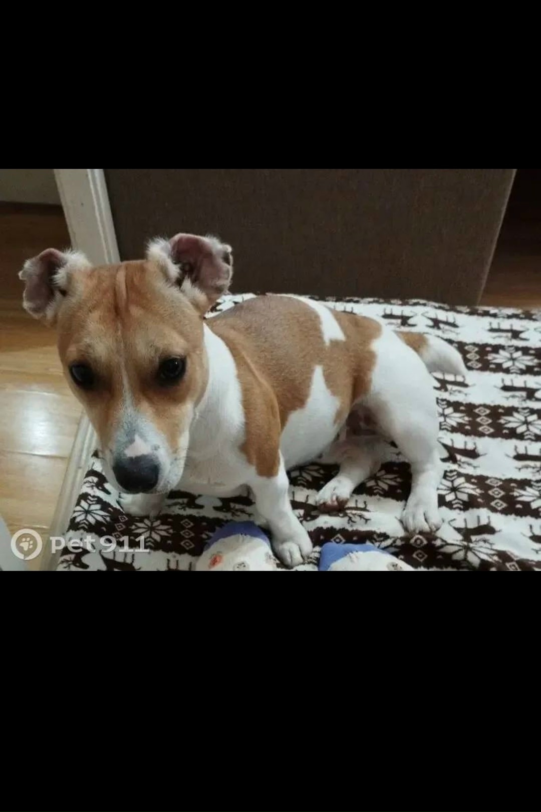 Найдена собака в Других городах — фото объявления