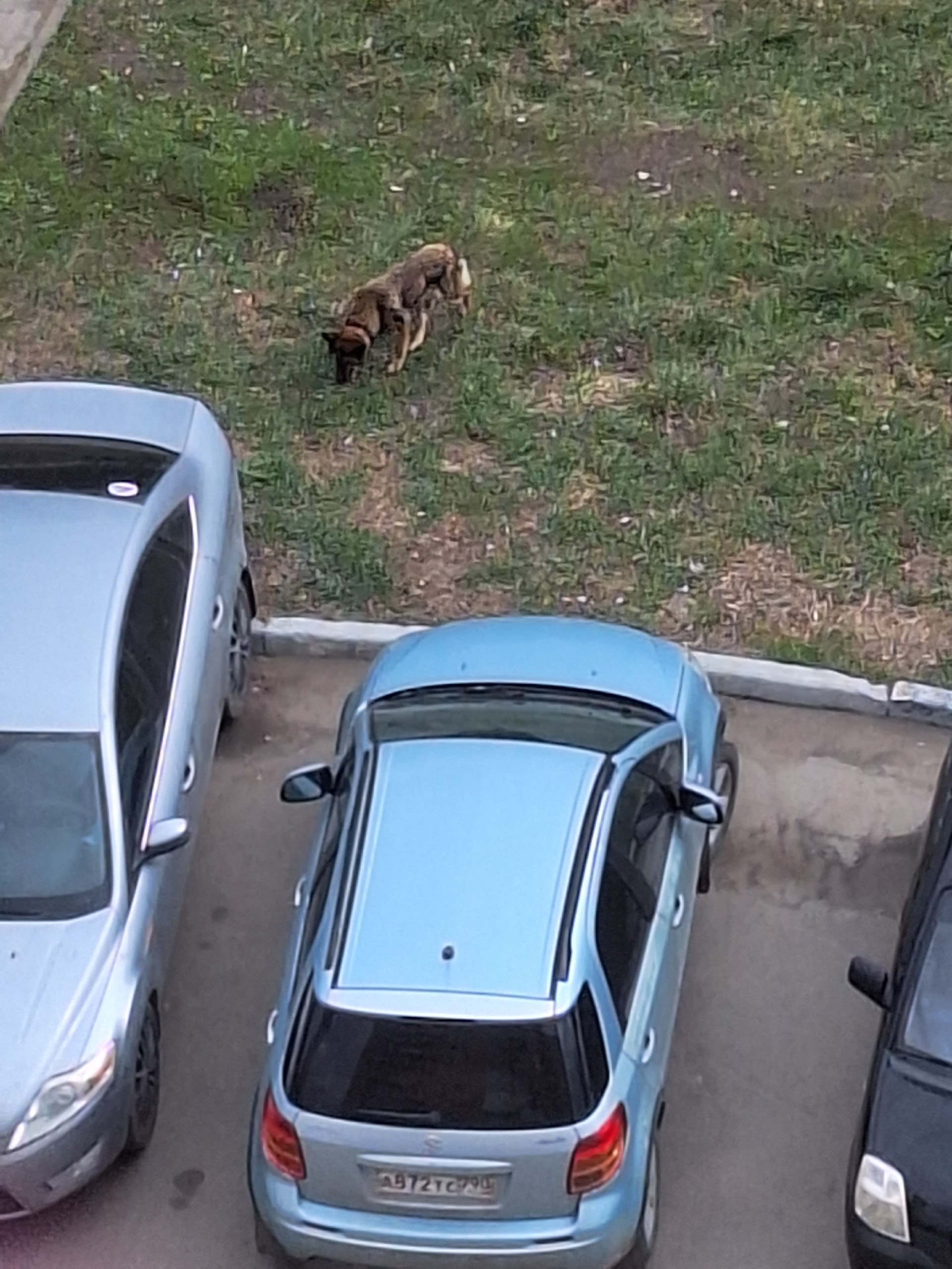 Пропал питомец в Другие города