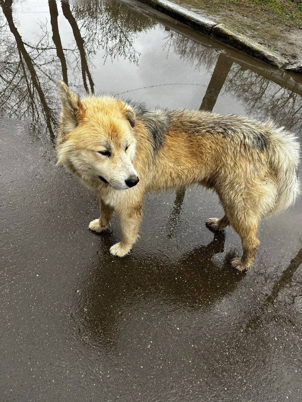 Объявление о питомце в Другие города