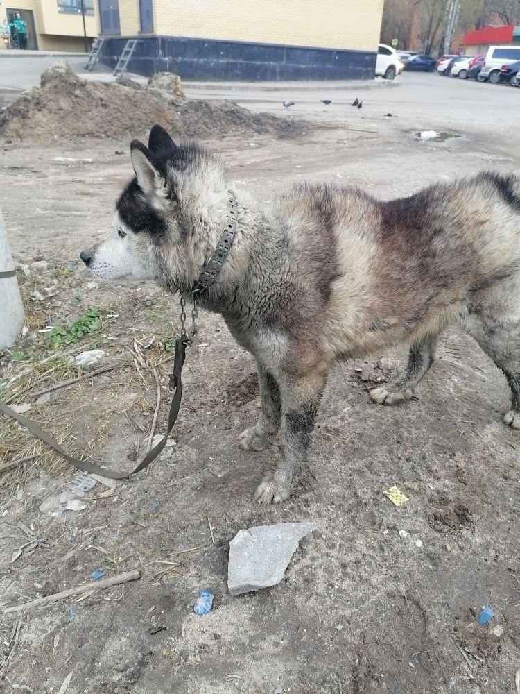 Объявление о питомце в Другие города