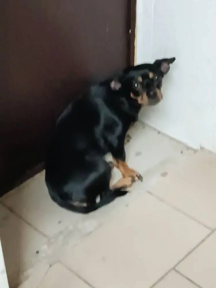 Найдена собака в Другие города