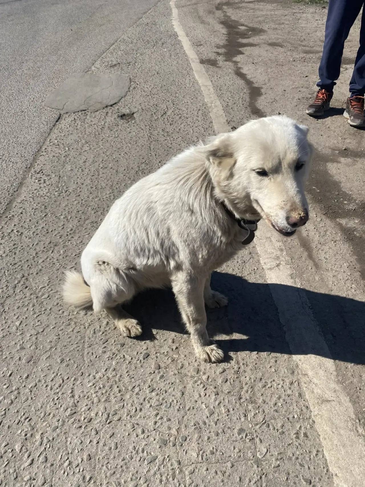 Найден питомец в Другие города