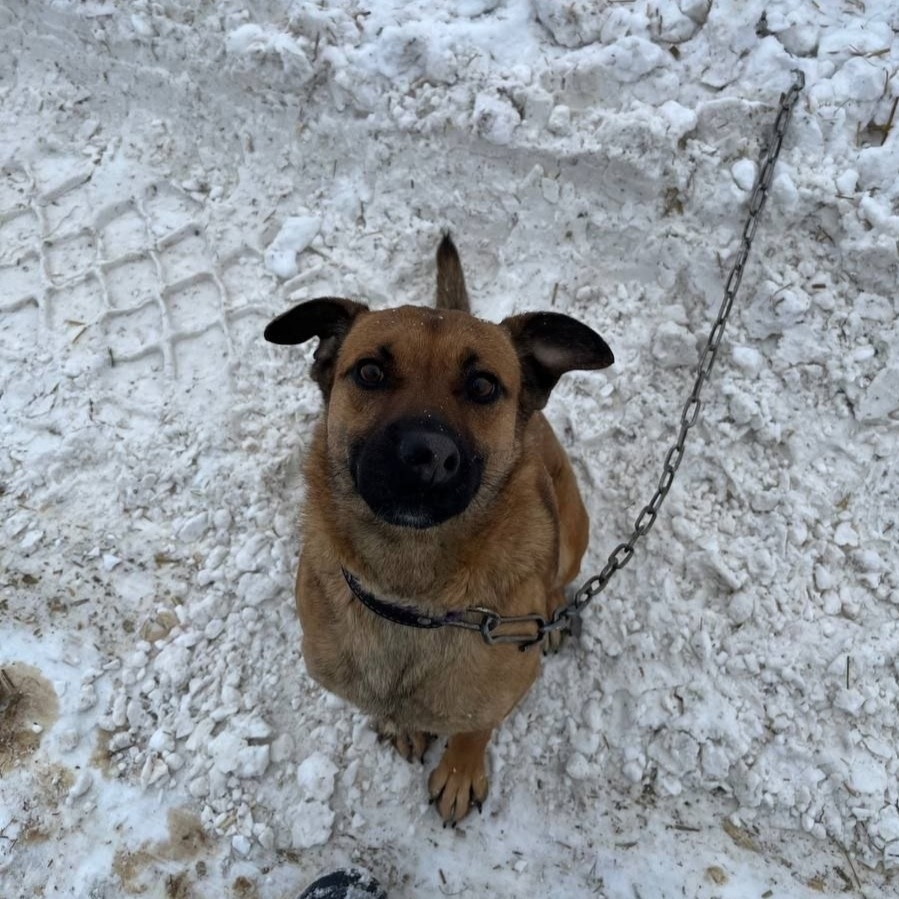 Найдена собака в Другие города