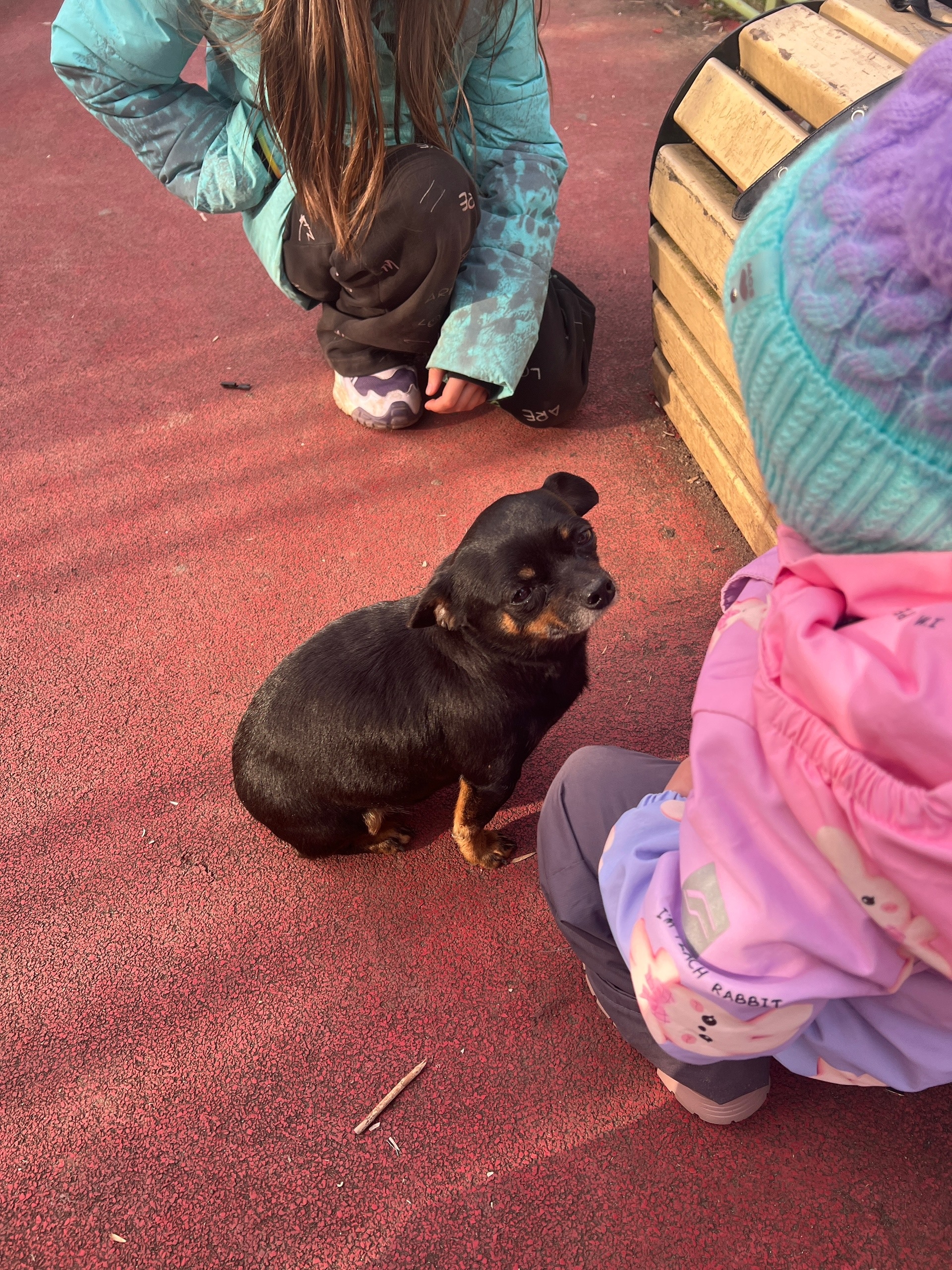 Пропал питомец в Другие города