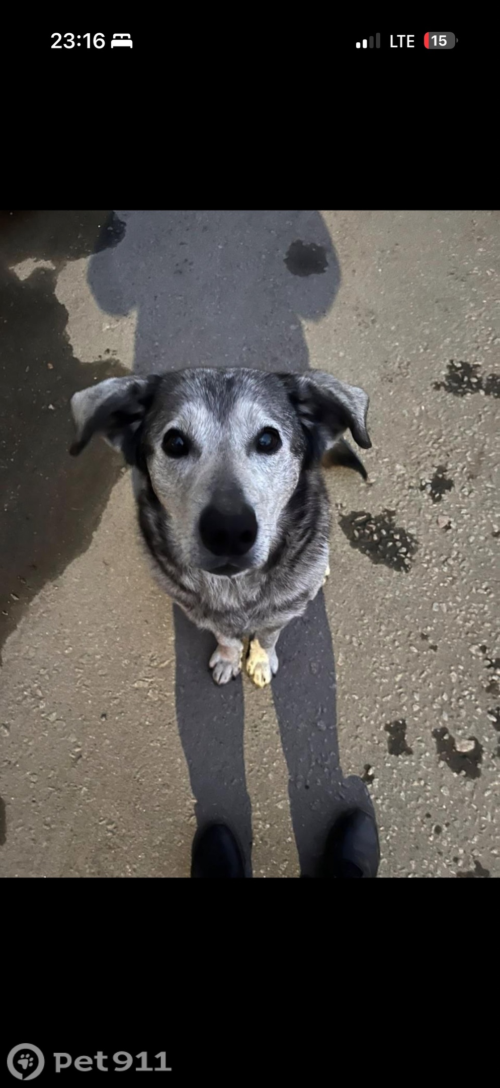 Найдена собака в Другие города