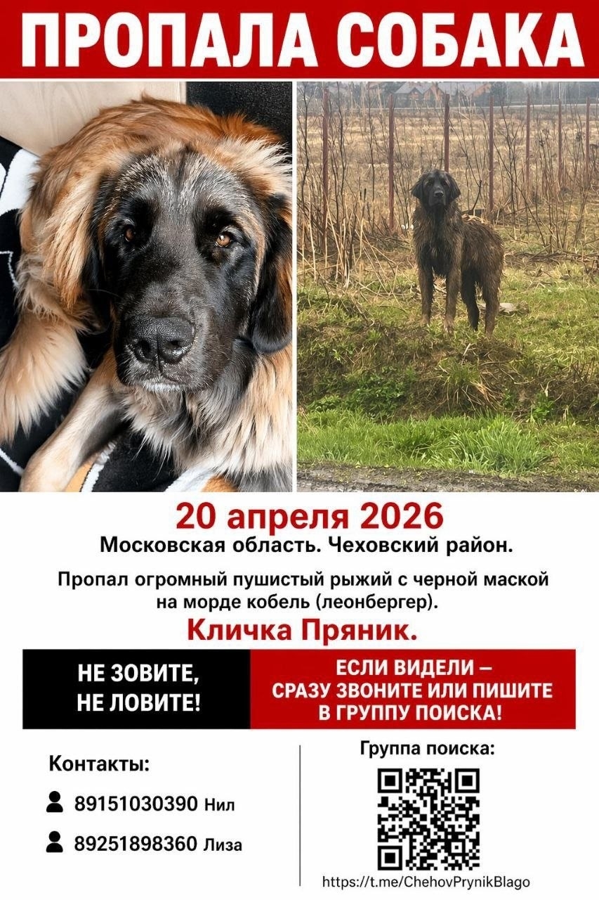 Пропала собака в Другие города