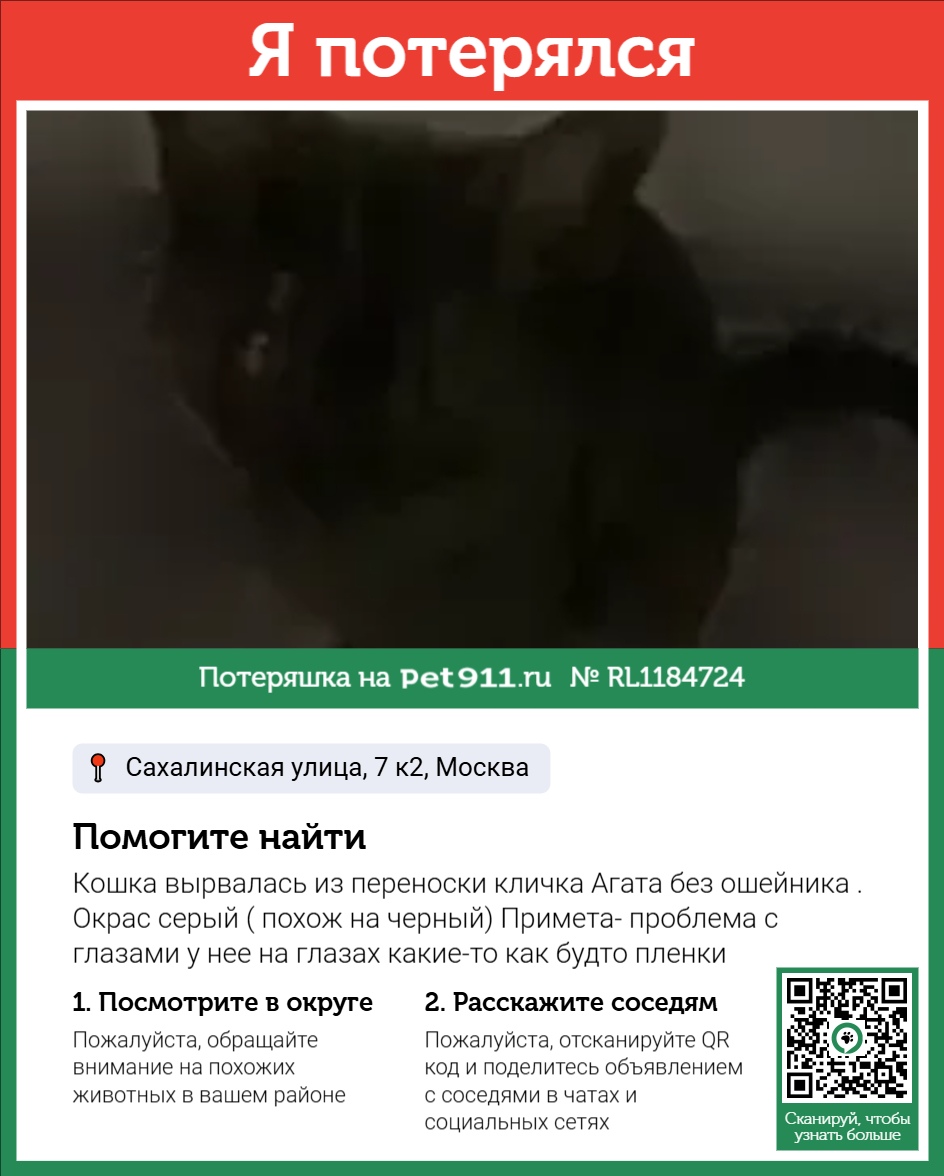 Найдена кошка в Других городах — фото объявления