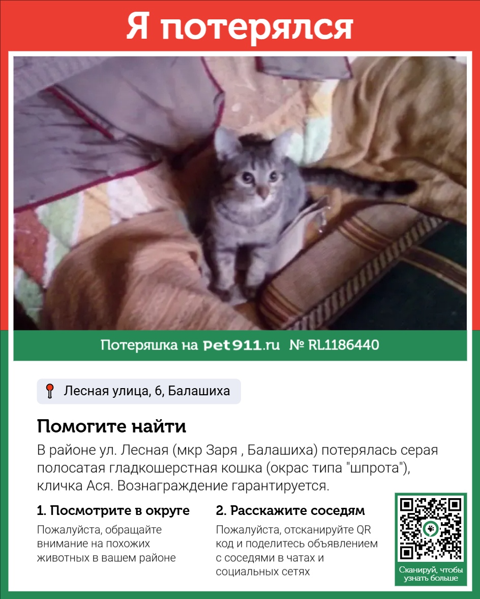Найдена кошка в Других городах — фото объявления