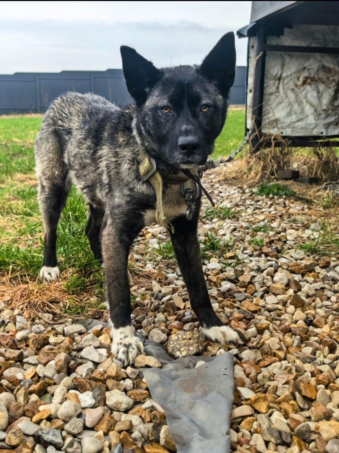 Найдена собака в Другие города
