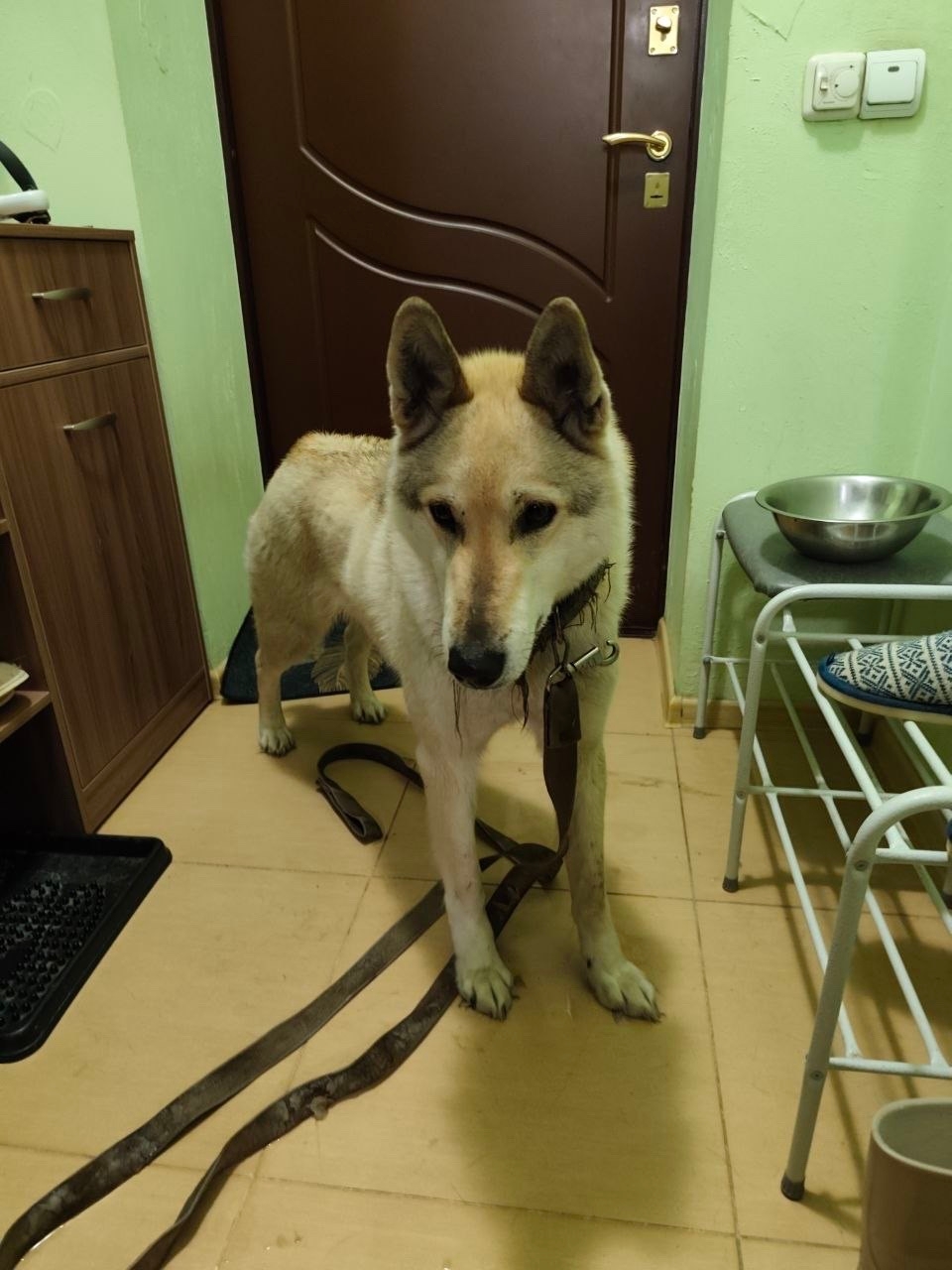 Найдена собака в Другие города