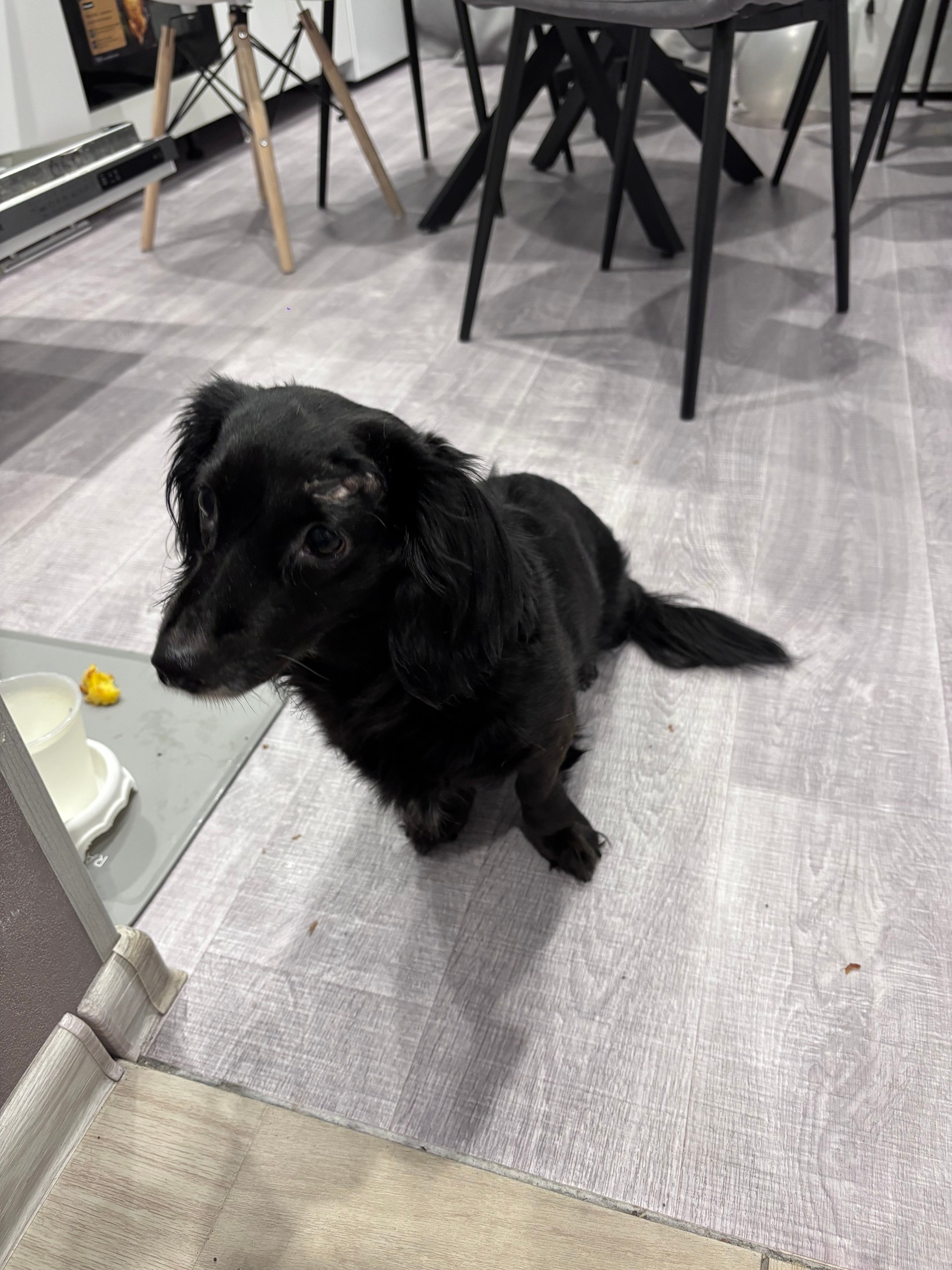 Найдена собака в Другие города